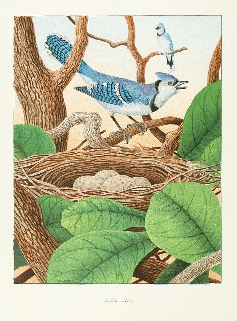 Blue Jay Wall Art by Edwin L. Sheppard - High-Resolution Digital Print