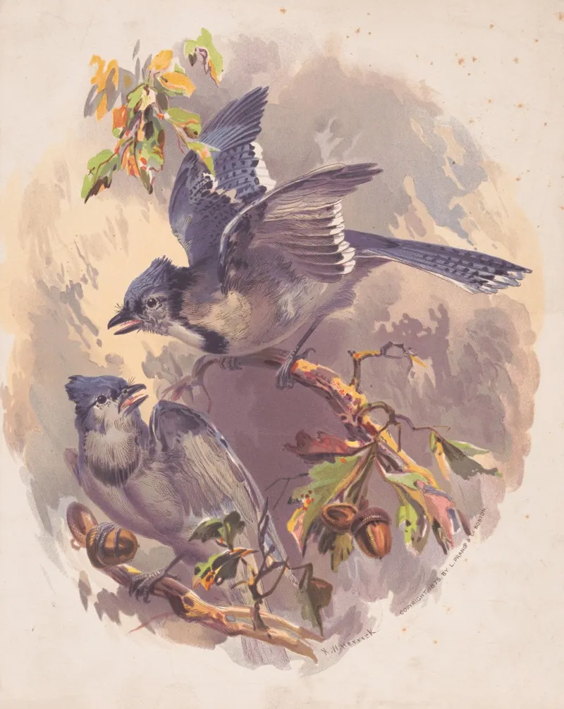 Blue Jays Wall Art by Henry Walker Herrick - High-Resolution Digital Print