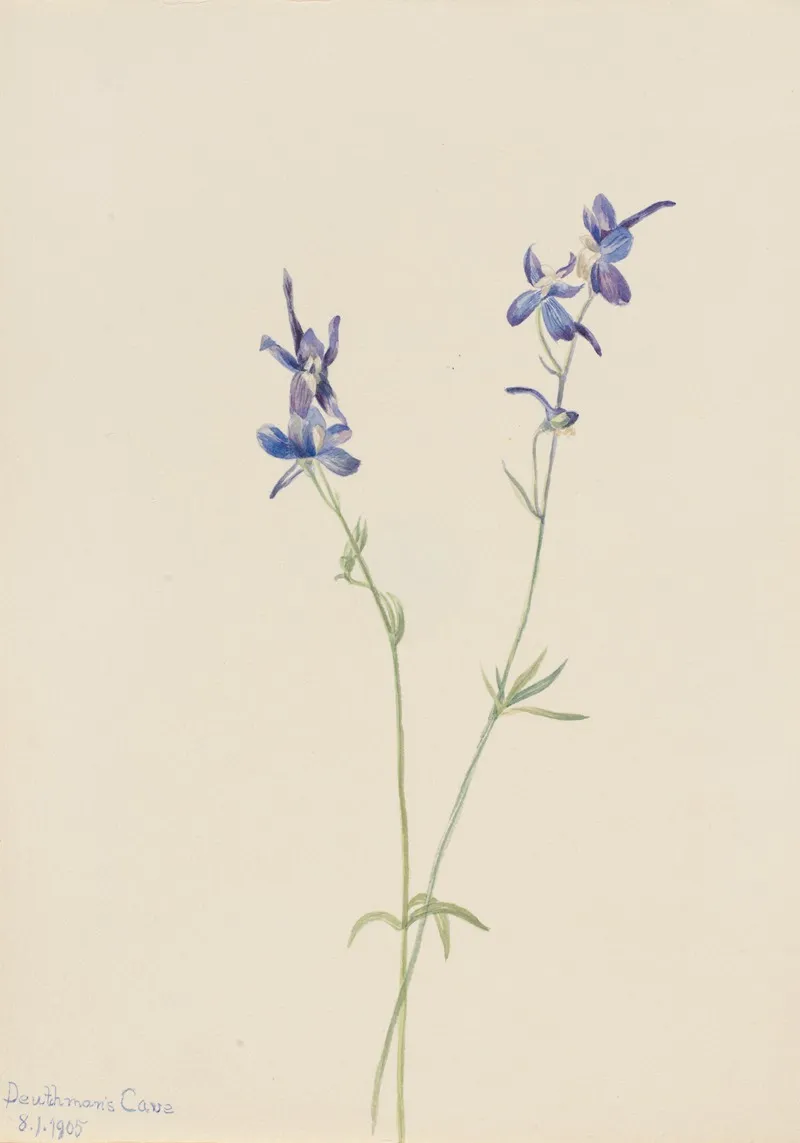 Blue Larkspur Delphinium Nuttallianum