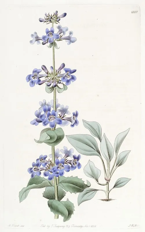 Blue Leaved Pentstemon Wall Art by Sydenham Edwards - High-Resolution Digital Print