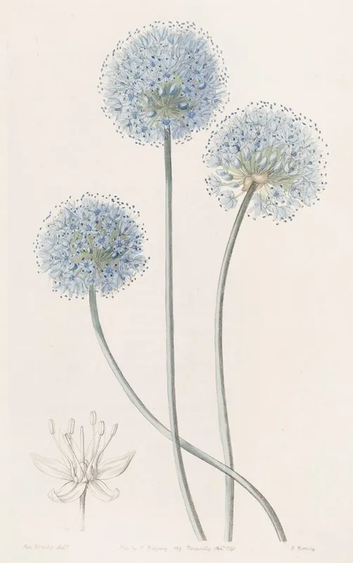 Blue Leek Wall Art by Sydenham Edwards - High-Resolution Digital Print