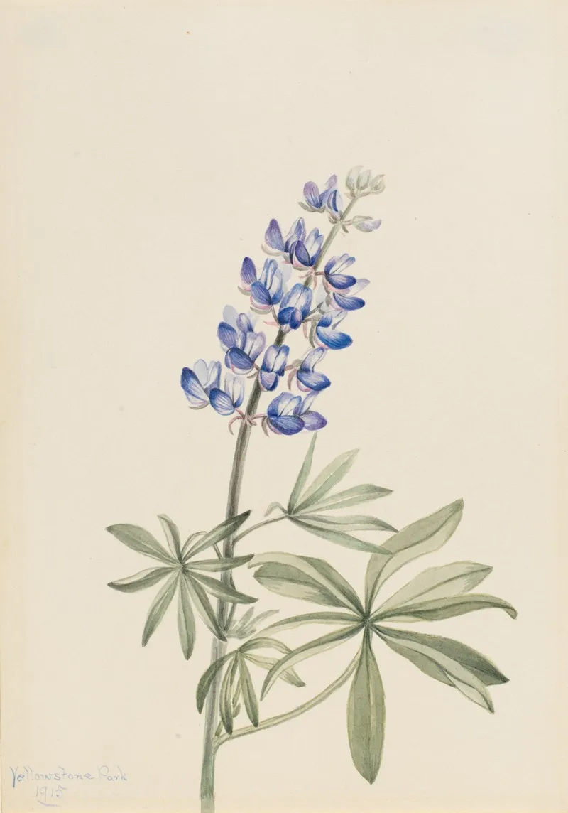 Blue Lupine Lupinus Argenteus