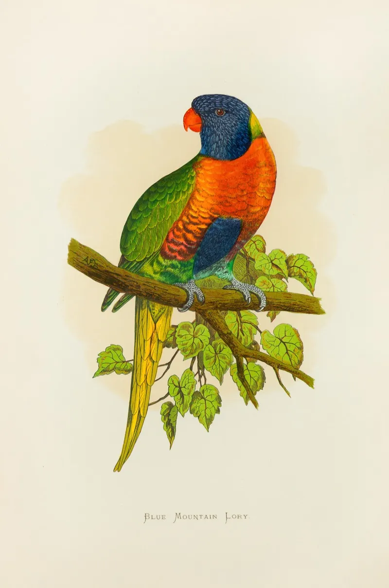 Blue Mountain Lory Wall Art by Alexander Francis Lydon - High-Resolution Digital Print