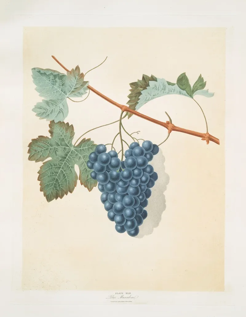 Blue Muscadine Grapes Wall Art by George Brookshaw - High-Resolution Digital Print