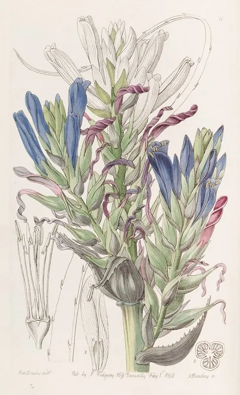 Blue Puya Wall Art by Sydenham Edwards - High-Resolution Digital Print