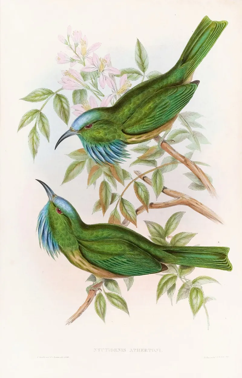 Blue Throated Nyctiornis Wall Art by John Gould - High-Resolution Digital Print