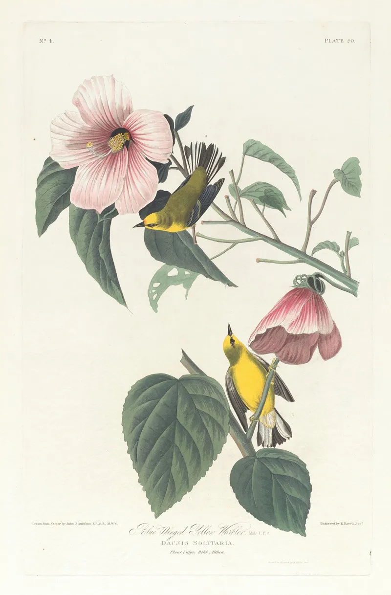 Blue Winged Yellow Warbler Wall Art by John James Audubon - High-Resolution Digital Print