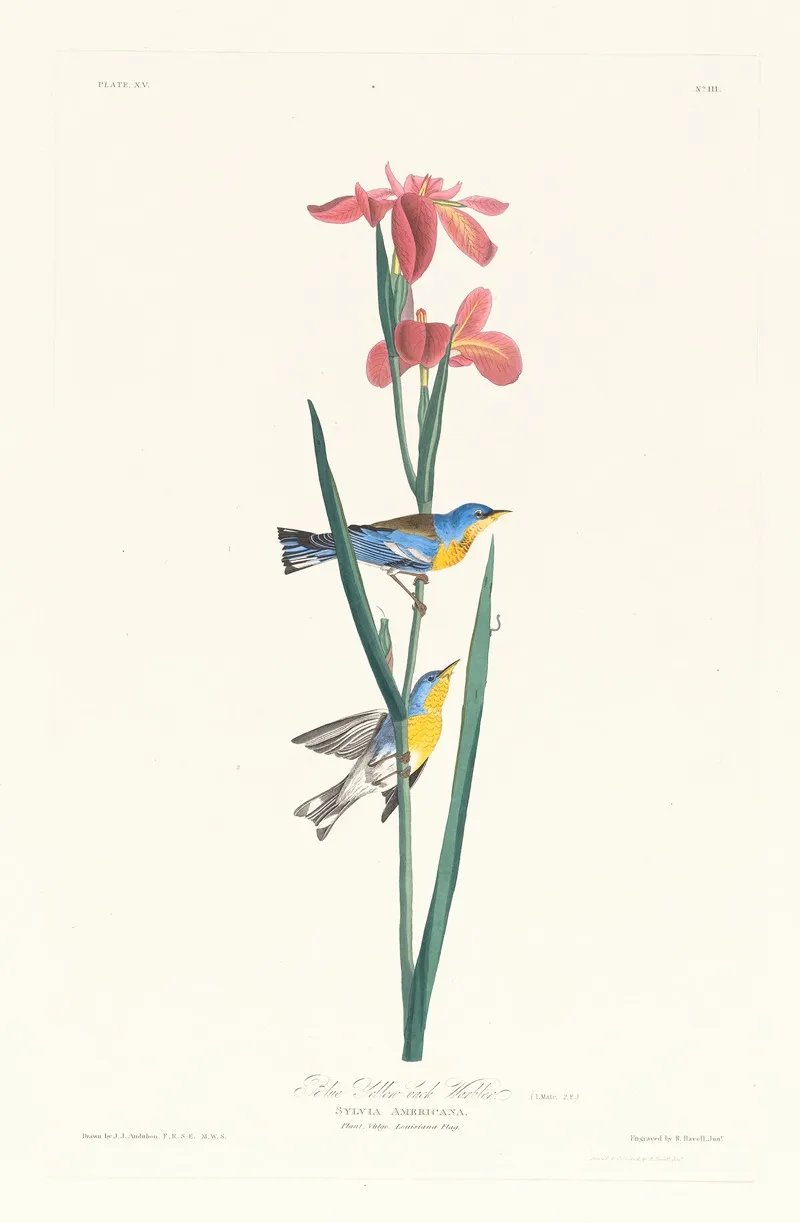 Blue Yellow Back Warbler Wall Art by John James Audubon - High-Resolution Digital Print