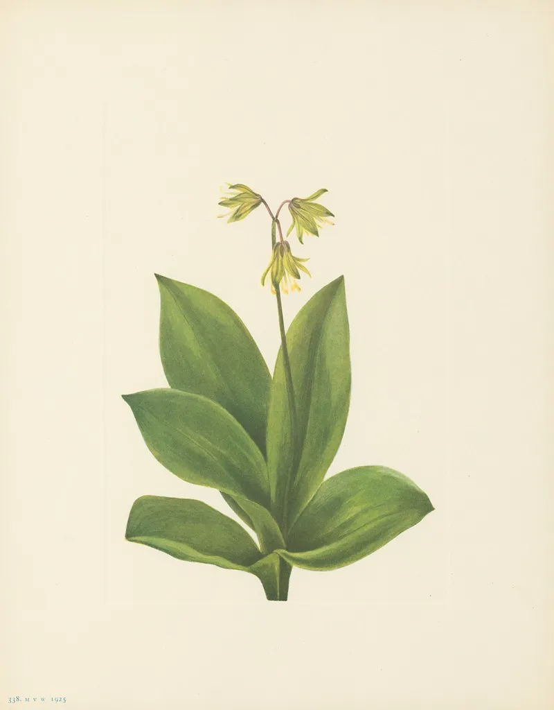 Bluebead Clintonia Borealis 2