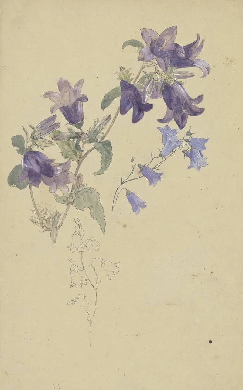 Bluebells