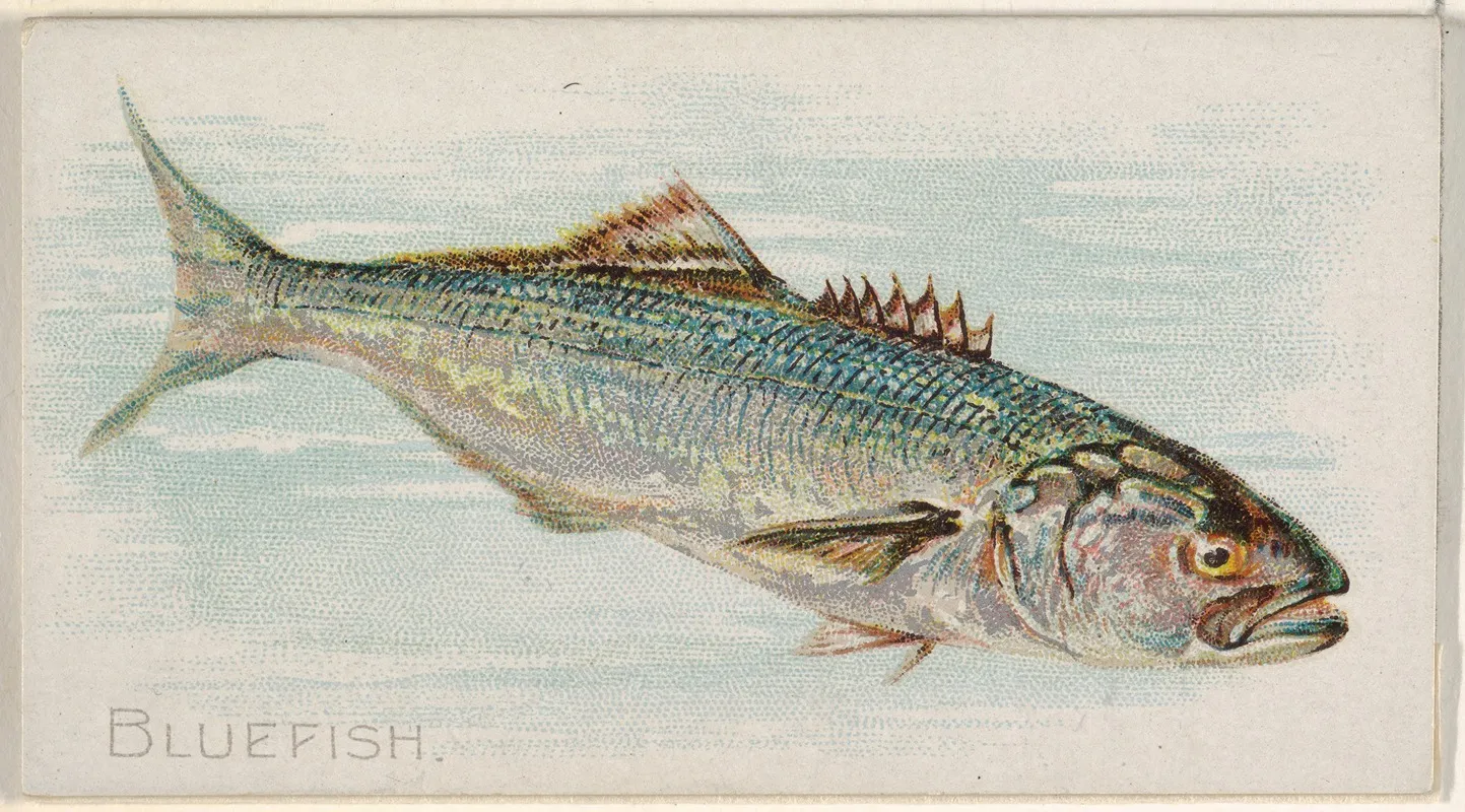 Bluefish Wall Art by Allen &amp; Ginter - High-Resolution Digital Print