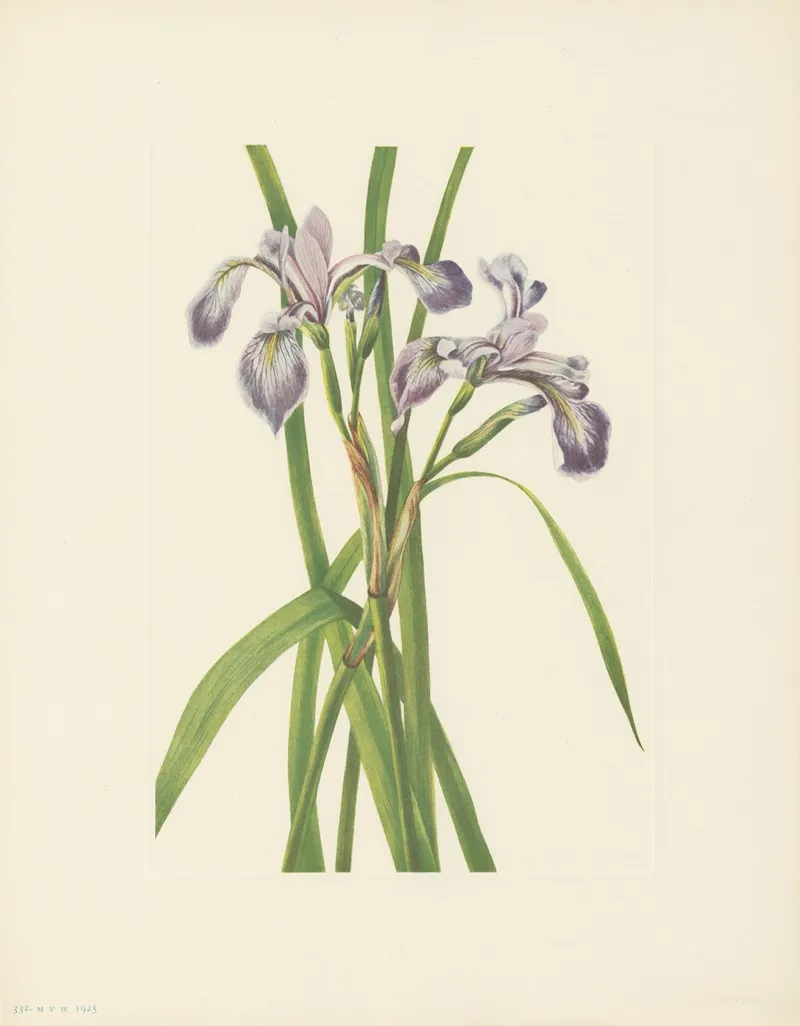 Blueflag Iris Iris Versicolor 3