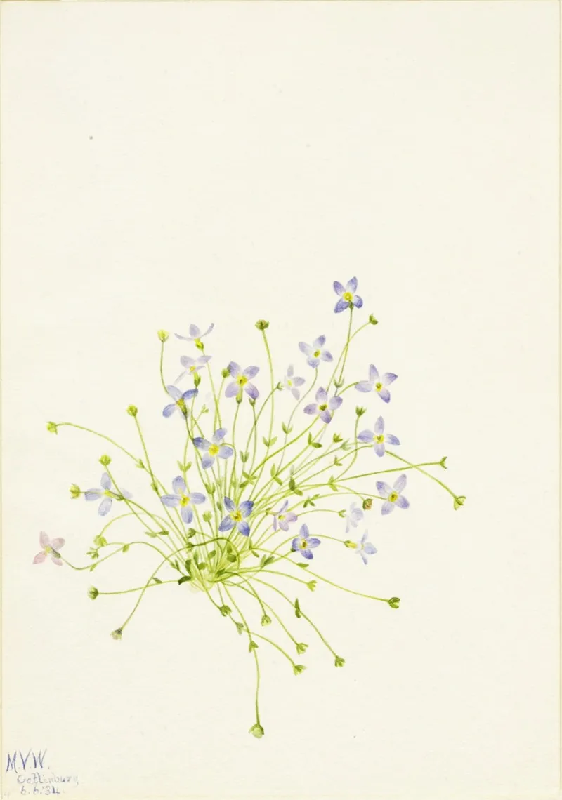 Bluets Houstonia Serpyllifolia