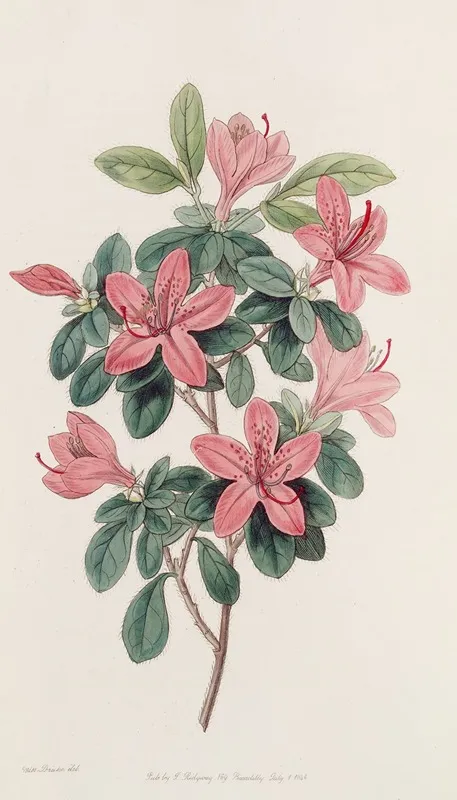 Blunt Leaved Azalea Wall Art by Sydenham Edwards - High-Resolution Digital Print