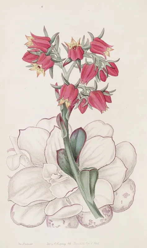 Blunt Leaved Echeveria Wall Art by Sydenham Edwards - High-Resolution Digital Print