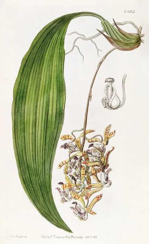 Blunt Petalled Cirrhaea Wall Art by Sydenham Edwards - High-Resolution Digital Print