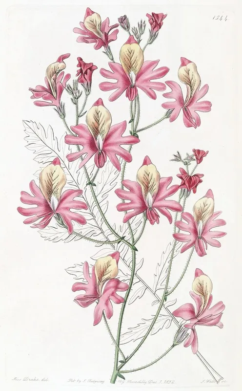 Blunt Petalled Schizanthus Wall Art by Sydenham Edwards - High-Resolution Digital Print