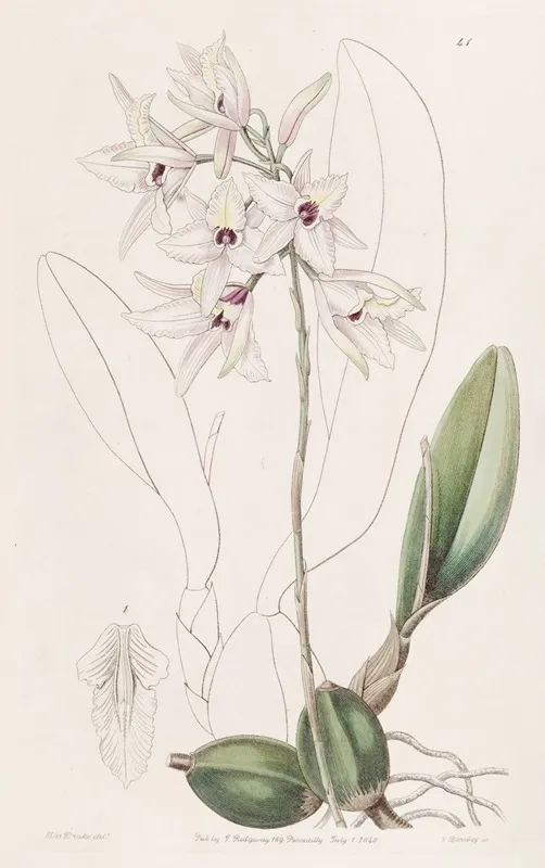 Blushing Laelia Wall Art by Sydenham Edwards - High-Resolution Digital Print