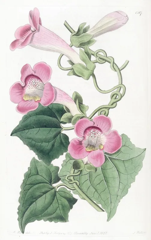 Blushing Lophospermum Wall Art by Sydenham Edwards - High-Resolution Digital Print