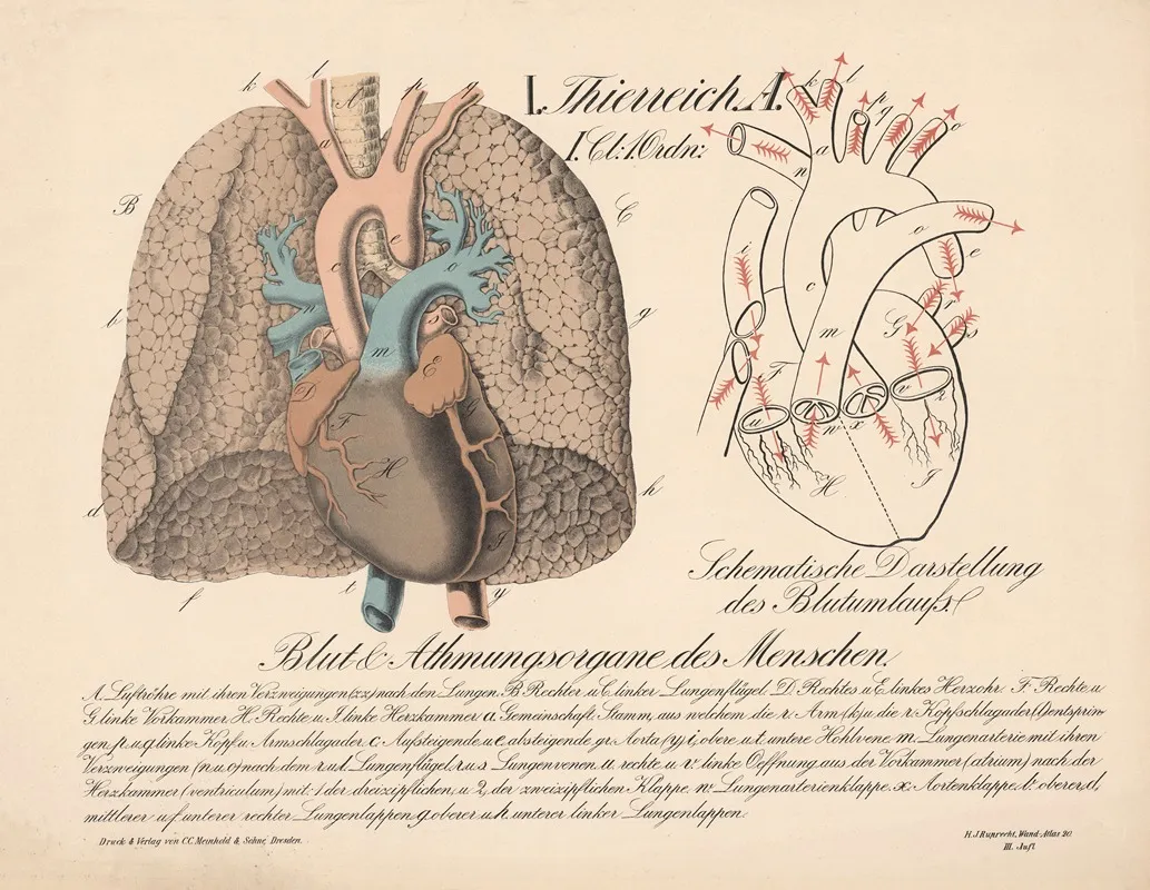 Blut Und Atmungsorgane Des Menschen Schematische Darstellung Des Blutumlaufs Wall Art by H.J. Ruprecht - High-Resolution Digital Print