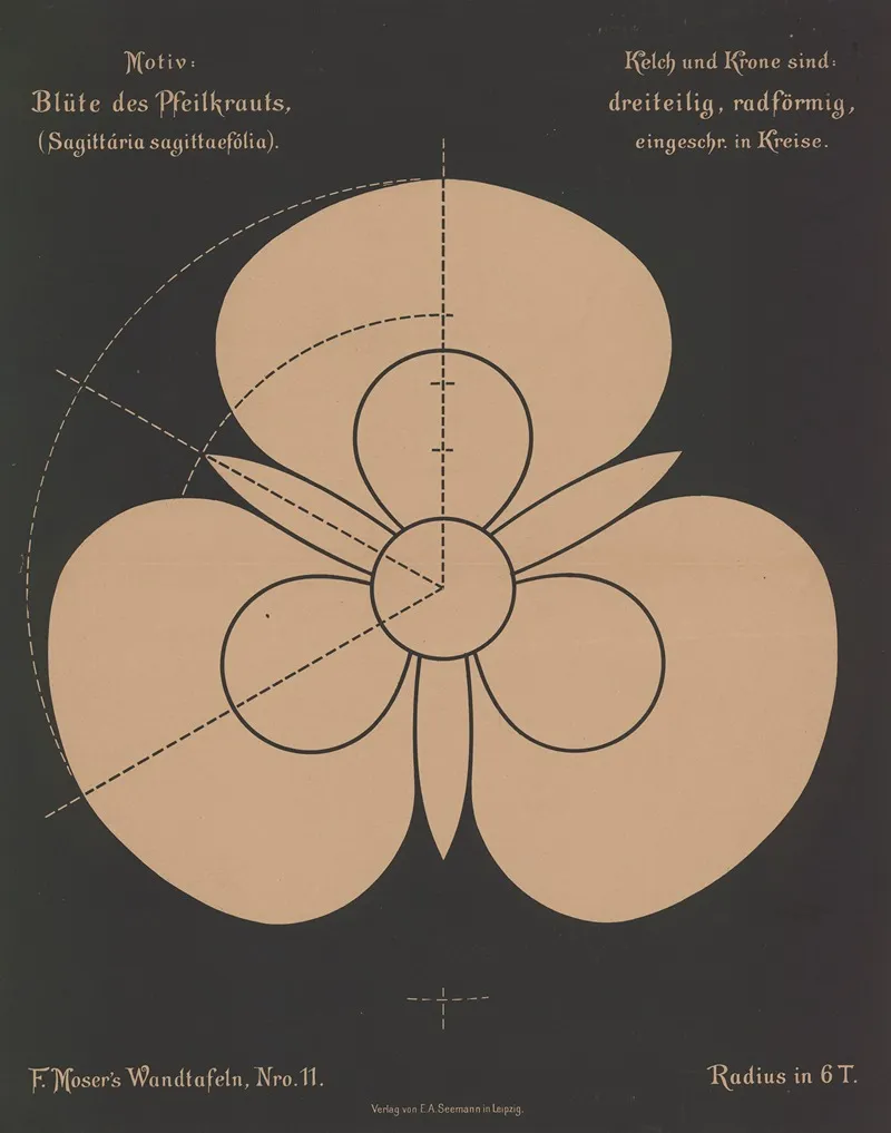 Blute Des Pfeilkrauts Sagttaria Sagittaefolia Wall Art by Ferdinand Moser - High-Resolution Digital Print