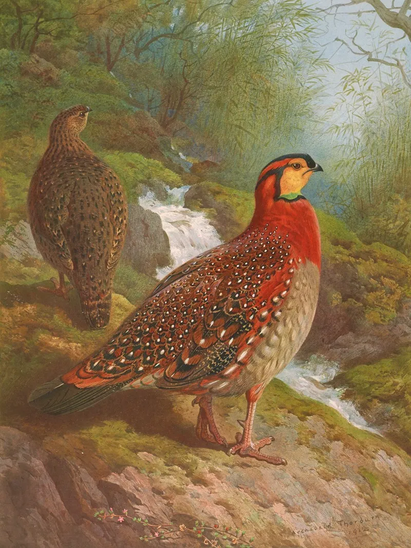 Blyths Tragopan Wall Art by Archibald Thorburn - High-Resolution Digital Print