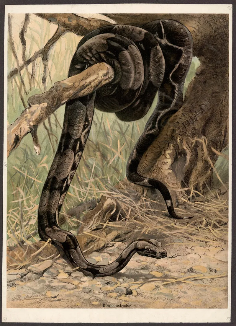 Boa Constrictor 2