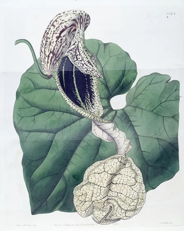 Boat Flowered Birthwort Wall Art by Sydenham Edwards - High-Resolution Digital Print