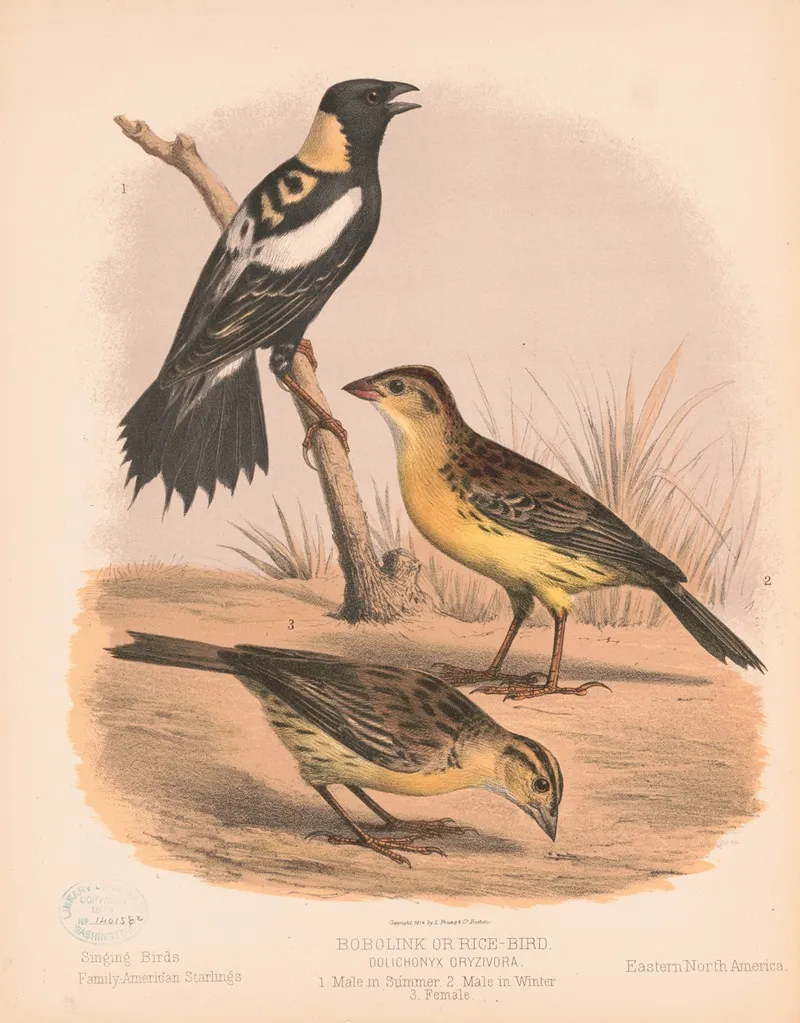Bobolink Or Rice Bird Dolichonyx Oryzivora 1 Male In Summer 2 Male In Winter 3 Female