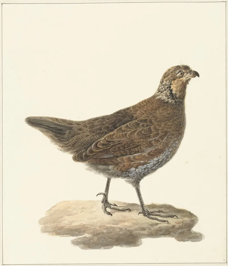 Bobwhite Colinus Virginianus Wall Art by Pieter Pietersz. Barbiers - High-Resolution Digital Print