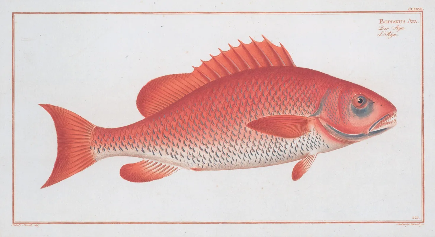 Bodianus Aya Wall Art by Marcus Elieser Bloch - High-Resolution Digital Print