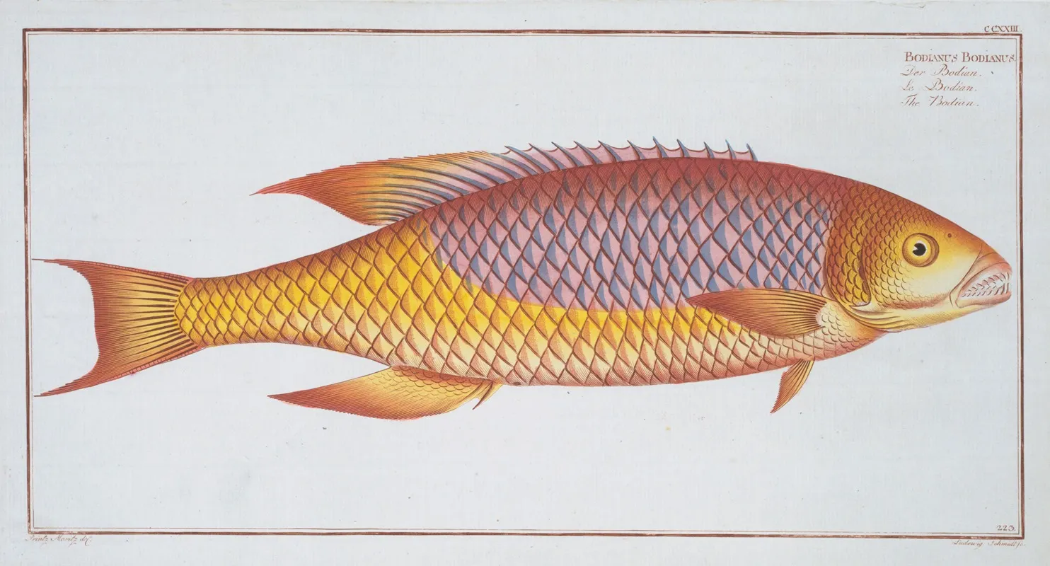 Bodianus Bodianus The Bodian Wall Art by Marcus Elieser Bloch - High-Resolution Digital Print