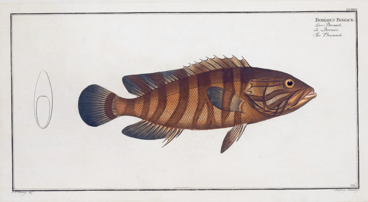 Bodianus Boenack The Boenack Wall Art by Marcus Elieser Bloch - High-Resolution Digital Print