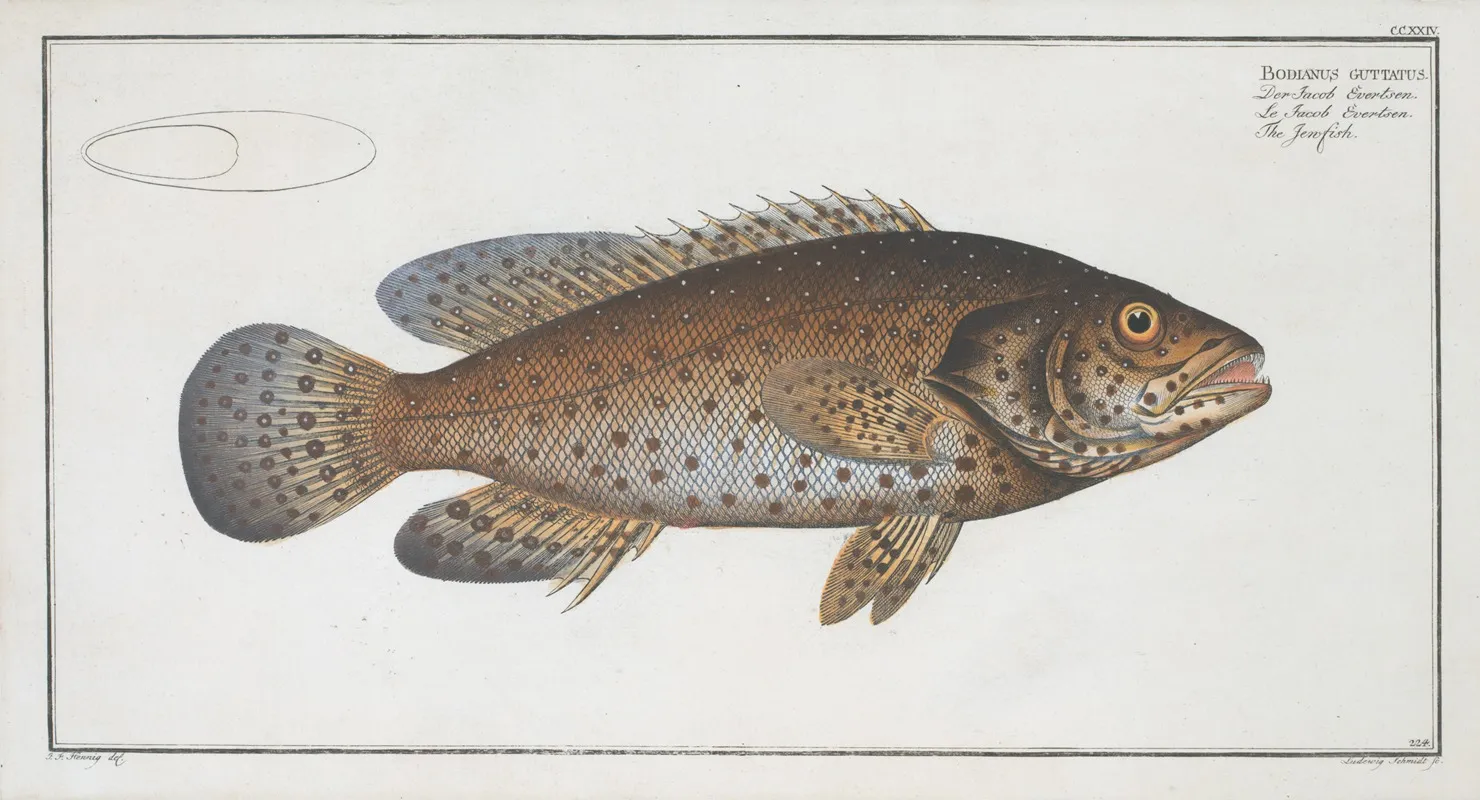 Bodianus Guttatus The Jen Fish Wall Art by Marcus Elieser Bloch - High-Resolution Digital Print