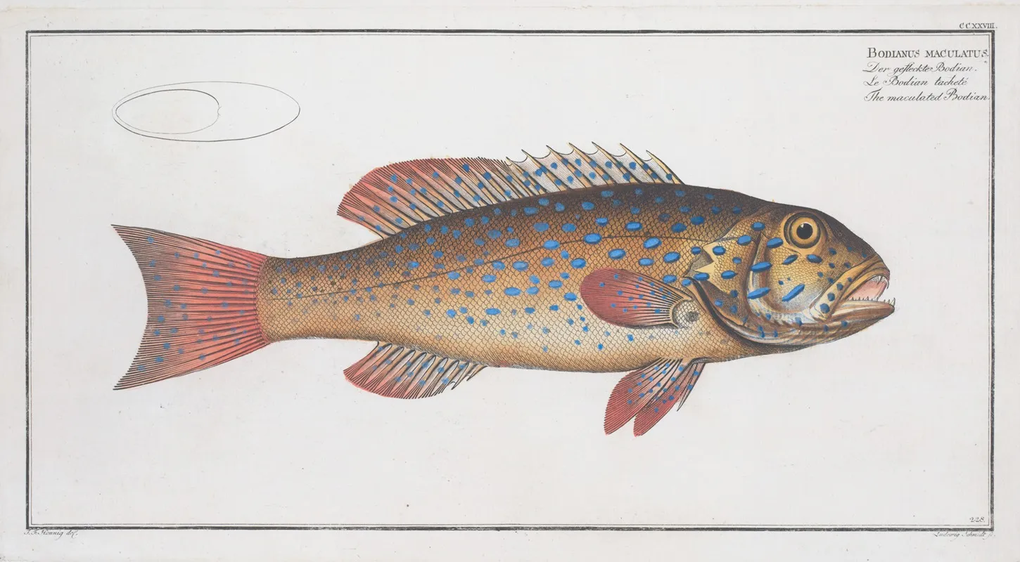 Bodianus Maculatus The Maculated Bodian Wall Art by Marcus Elieser Bloch - High-Resolution Digital Print