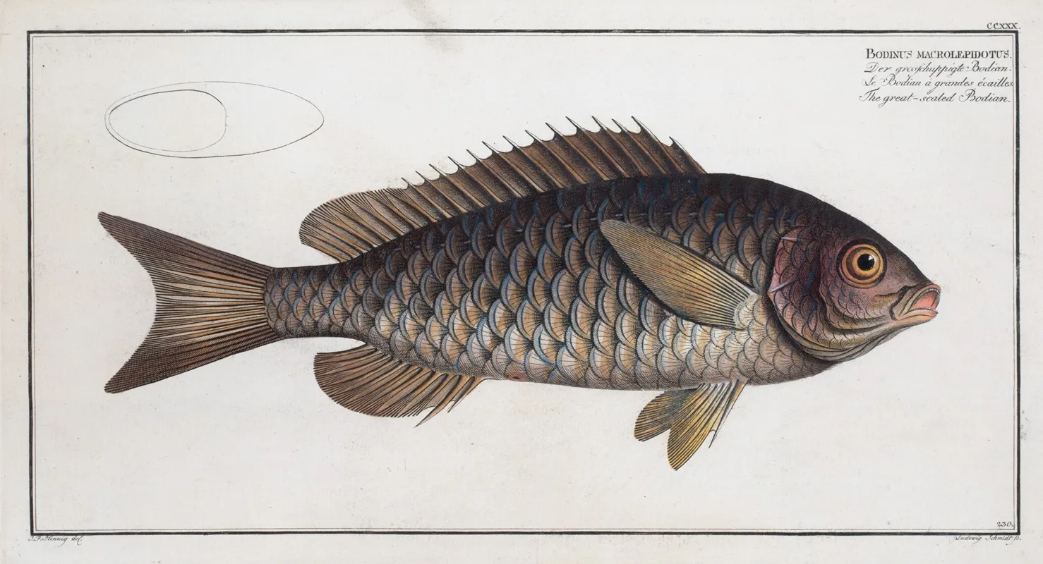Bodinus Macrolepidotus The Great Scaled Bodian Wall Art by Marcus Elieser Bloch - High-Resolution Digital Print