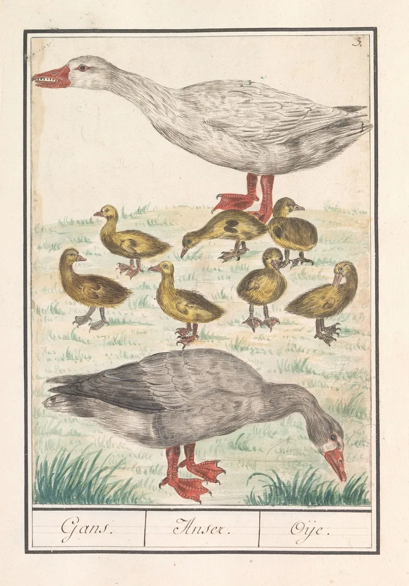 Boerengans Of Een Huisgans Anser Anser Domesticus Wall Art by Anselmus Boëtius de Boodt - High-Resolution Digital Print