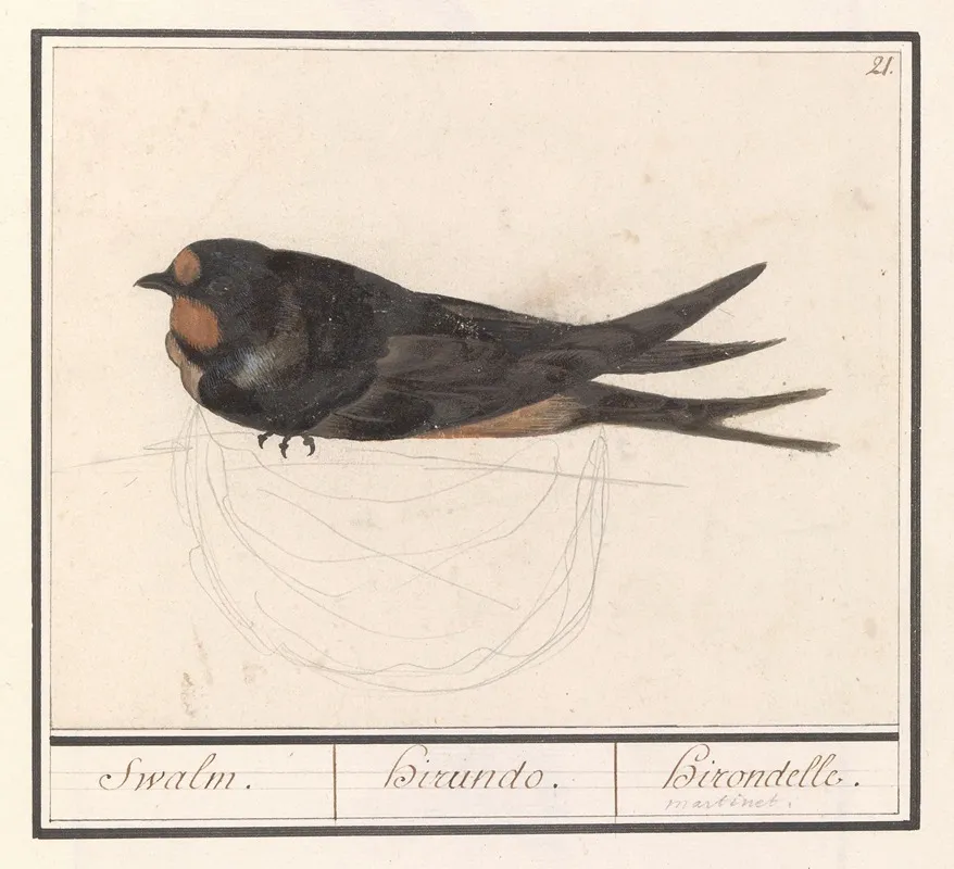 Boerenzwaluw Hirundo Rustica Swalm Hirando Hirondelle Wall Art by Anselmus Boëtius de Boodt - High-Resolution Digital Print