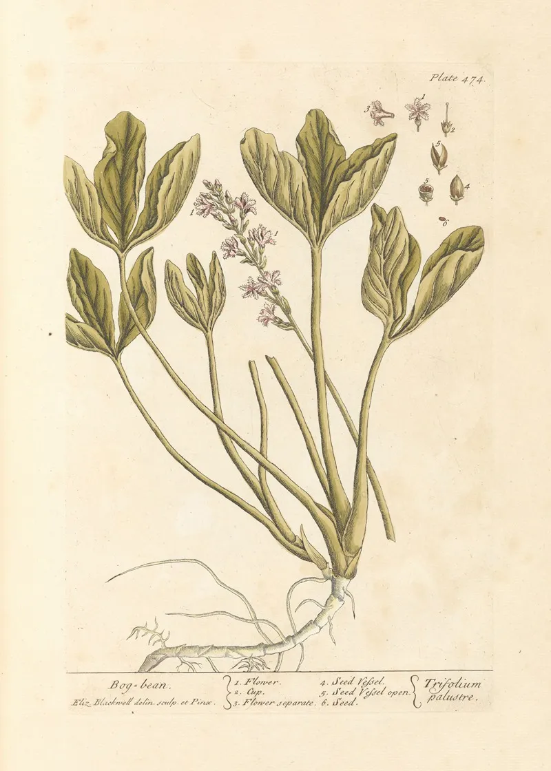Bog Bean Wall Art by Elizabeth Blackwell - High-Resolution Digital Print