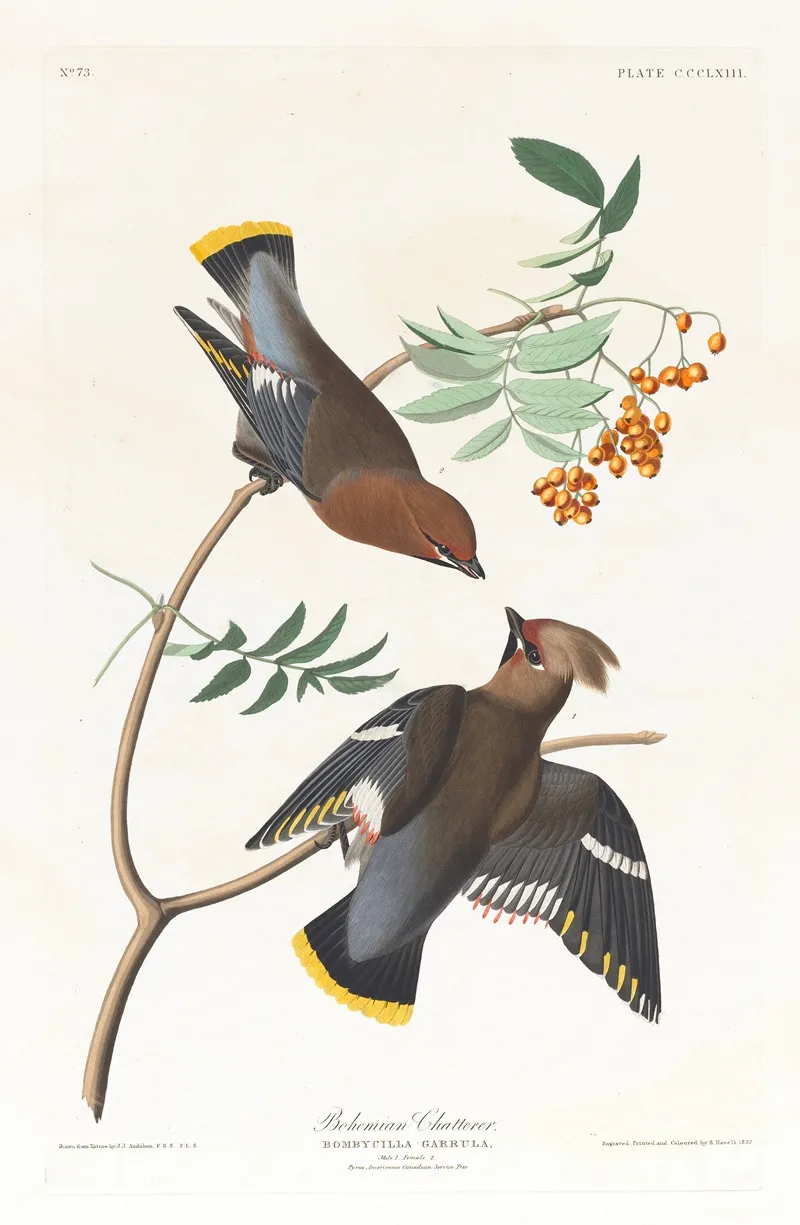 Bohemian Chatterer Wall Art by John James Audubon - High-Resolution Digital Print
