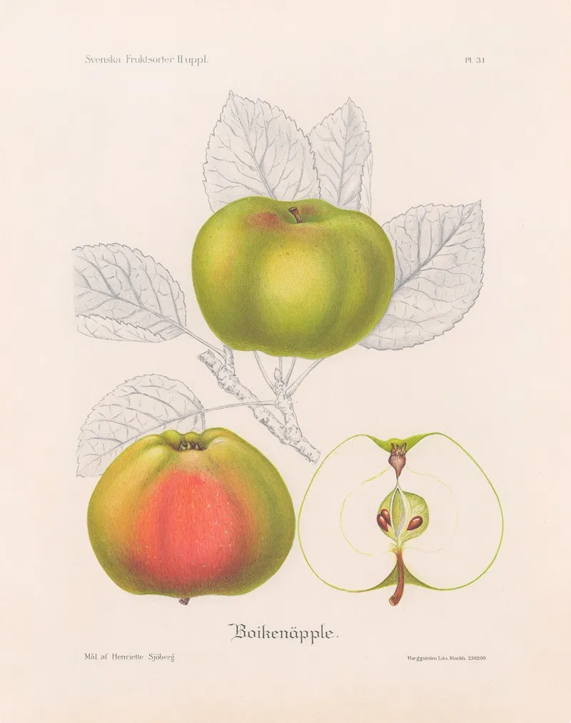 Boikenapple Wall Art by Henriette Sjöberg - High-Resolution Digital Print