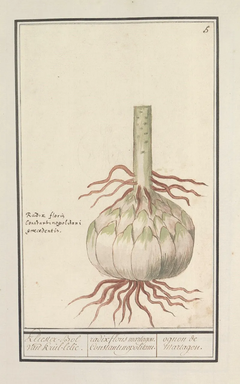 Bol Van De Rode Lelie Lilium Wall Art by Anselmus Boëtius de Boodt - High-Resolution Digital Print