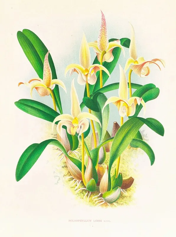 Bolbophyllum Lobbi Wall Art by Jean Jules Linden - High-Resolution Digital Print
