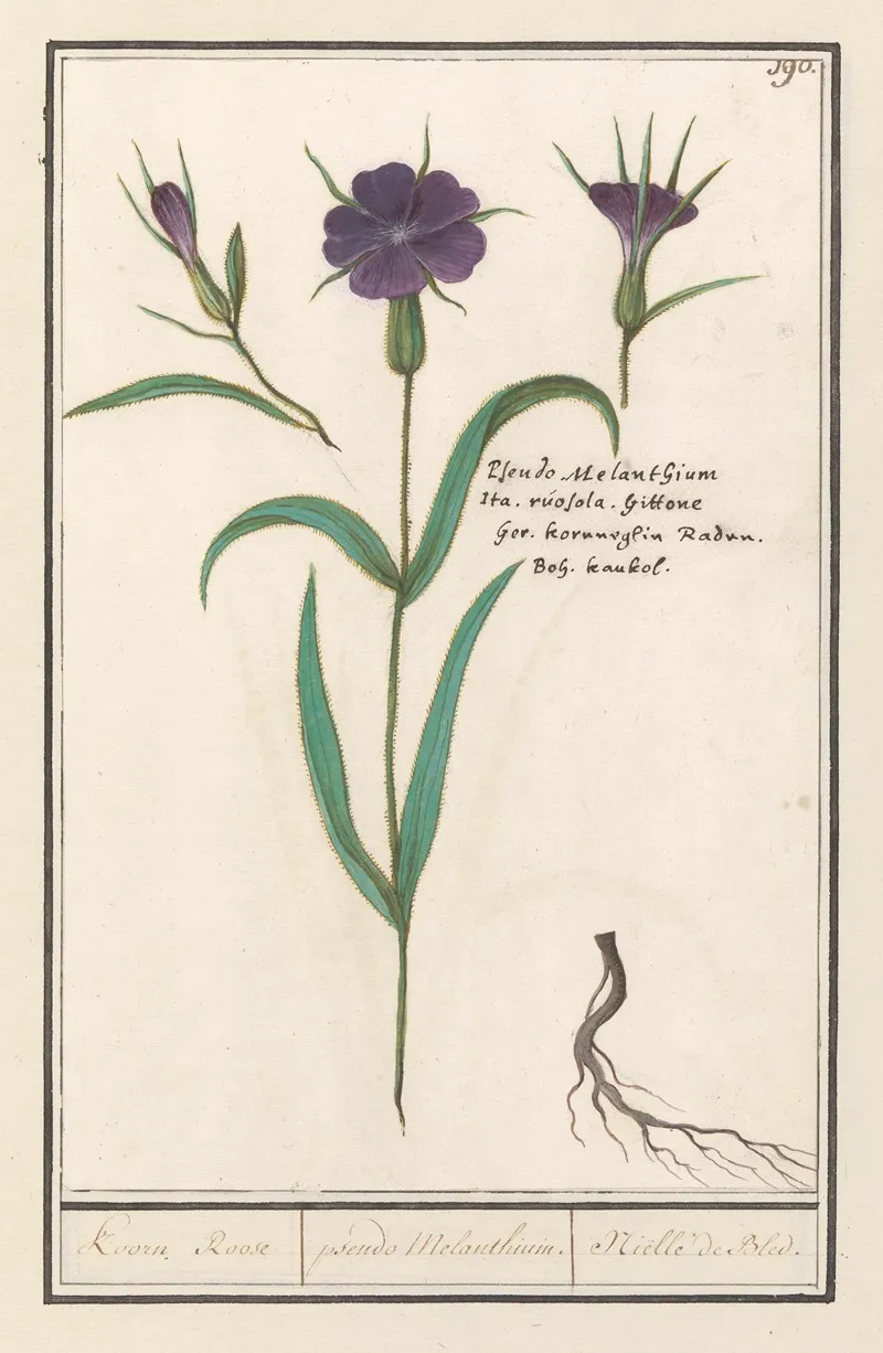 Bolderik Agrostemma Githago Koorn Roose Pseudo Melanthium Nielle De Bled Wall Art by Anselmus Boëtius de Boodt - High-Resolution Digital Print