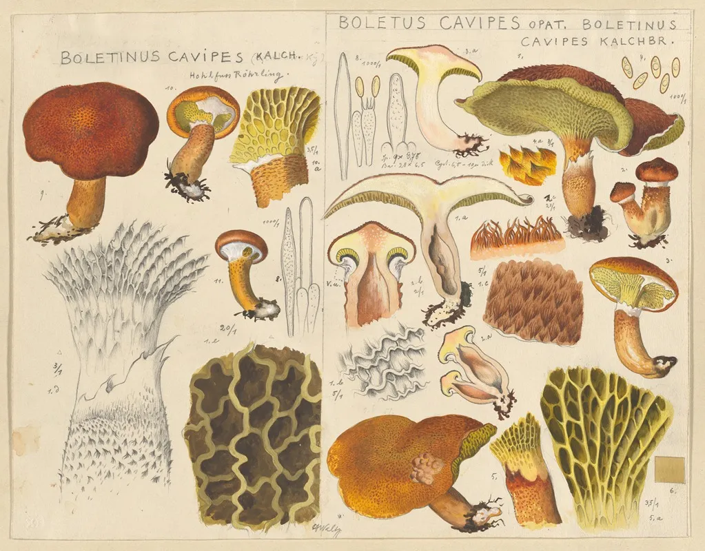 Boletinus Cavipes Kalch Boletus Cavipes Opat Boletinus Cavipes Kalchbr Wall Art by Hans Walty - High-Resolution Digital Print