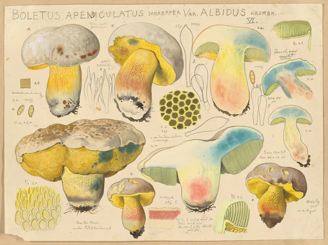 Boletus Apendiculatus Schaeffer Var Albidus Krombh Wall Art by Hans Walty - High-Resolution Digital Print