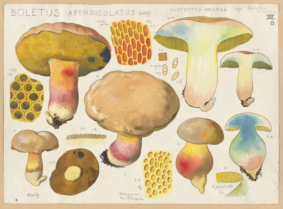 Boletus Apendiculatus Schff Suspectus Krombh Wall Art by Hans Walty - High-Resolution Digital Print