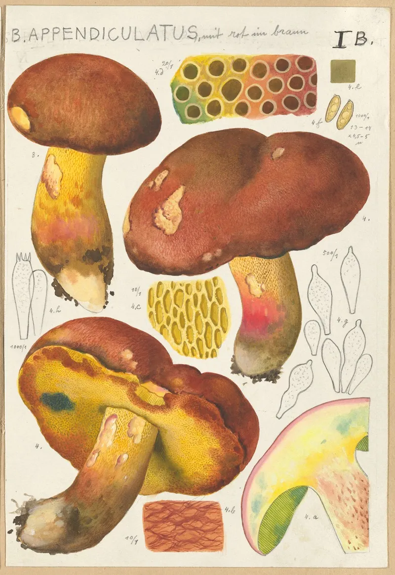 Boletus Appendiculatus Schaff 2 Wall Art by Hans Walty - High-Resolution Digital Print