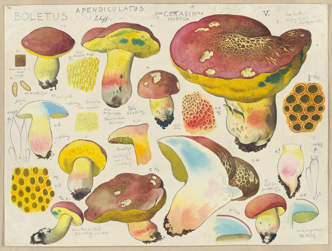 Boletus Appendiculatus Schff Var Cerasinus Martin Wall Art by Hans Walty - High-Resolution Digital Print