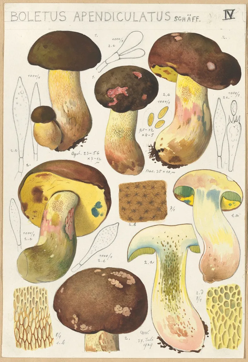 Boletus Appendiculatus Wall Art by Hans Walty - High-Resolution Digital Print